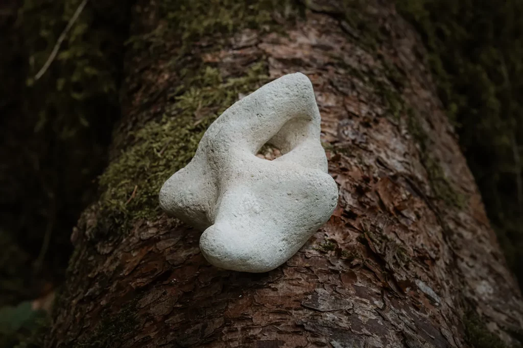 Ein Naturstein, der auf einer moosbedeckten Baumrinde liegt